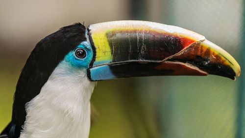 Close-up of a bird