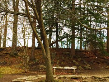 Trees in forest