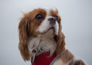 Close-up of a dog over white background