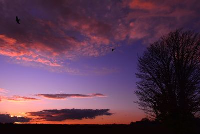 Low angle view of silhouette trees against sky during sunset