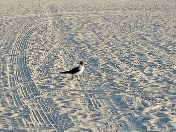 Close-up of bird