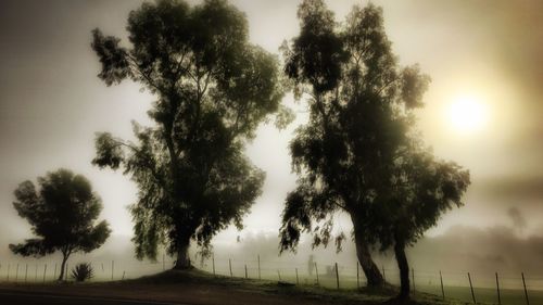 Trees on field against sky