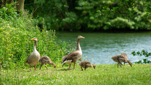 Greylag geese and goslings on side of lake