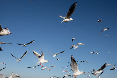 Seagulls flying against a blue sky