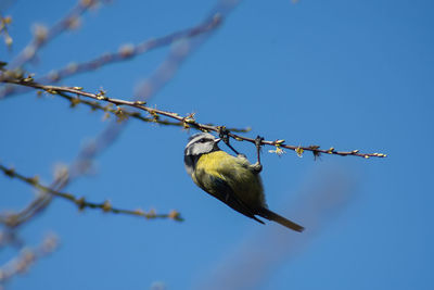 Low angle view of yellow tit bird perching on branch against blue sky