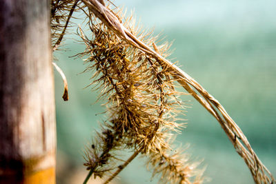 Close-up of dried plant by wood