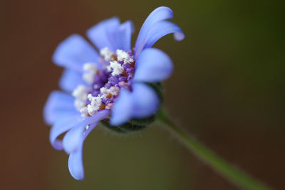 Close-up of purple flowering plant