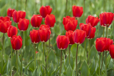 Close-up of red tulips in field