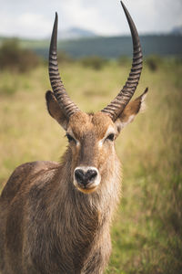 Close-up portrait of deer