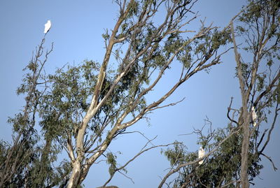 Low angle view of trees against clear blue sky