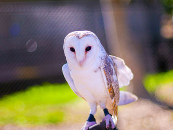 Close-up of barn owl perching on wood at lone pine koala sanctuary