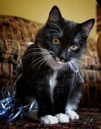 Close-up portrait of cat sitting