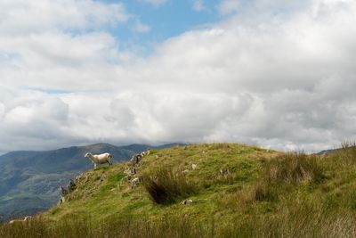 Sheep grazing on field against sky