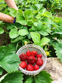 View of strawberries in container