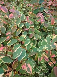 Full frame shot of pink flowering plant