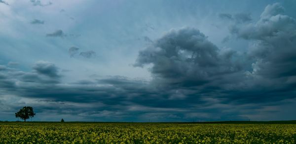 Scenic view of agricultural field against sky