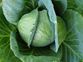 High angle and full frame of cabbage growing in organic farm