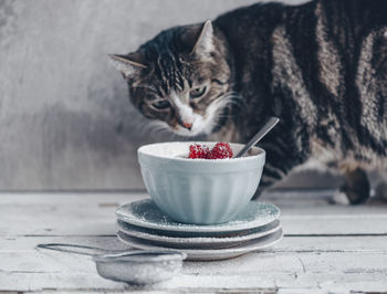 Close-up portrait of cat eating food