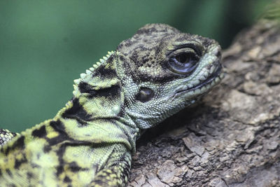 Close-up of a lizard