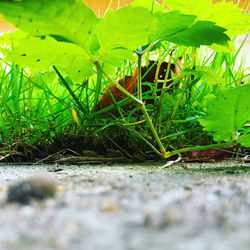 Close-up of grass growing on land