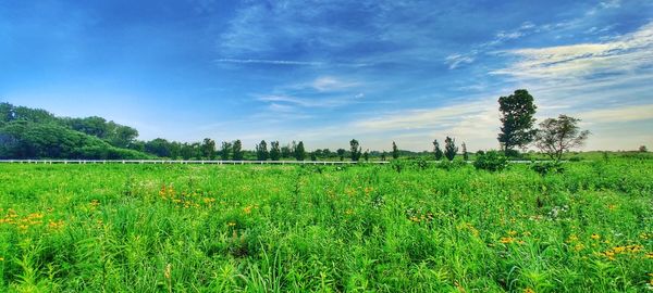 Scenic view of field against sky