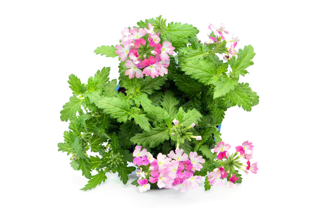 CLOSE-UP OF PINK FLOWERS ON WHITE BACKGROUND