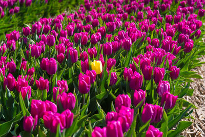 Close-up of pink crocus flowers growing on field