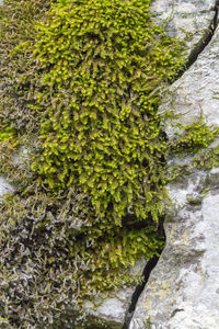 High angle view of moss growing on rock in forest