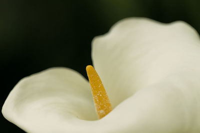 Close-up of white calla flower against black background