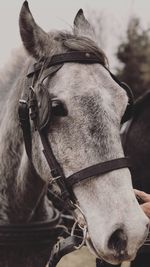 Close-up of horse in ranch