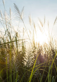 Close-up of grass on field against sky