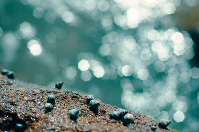 Close-up of water on rock with snails