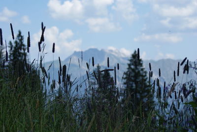 Close-up of grass on field against sky