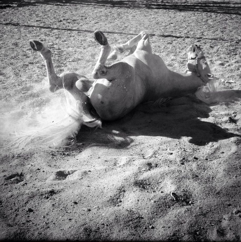 animal themes, domestic animals, mammal, livestock, one animal, day, high angle view, sand, outdoors, field, pets, sunlight, dog, two animals, no people, sleeping, lying down, pig, full length, auto post production filter