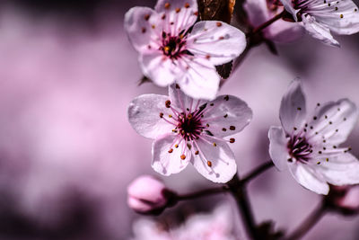 Close-up of pink flowers