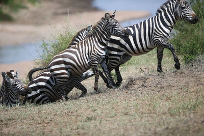 Zebra standing on field