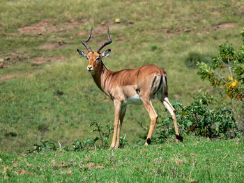 Impala standing on grassy field at golden gate highlands national park