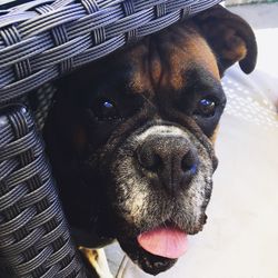 Close-up portrait of a dog