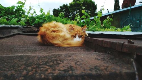 Cat resting on retaining wall