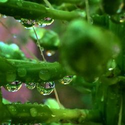 Close-up of water drops on leaf