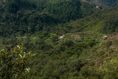 Scenic view of forest