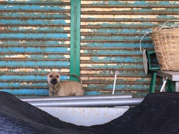 Dog sitting on bench against wall