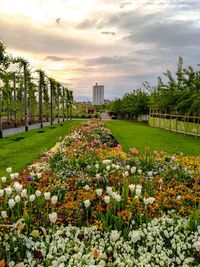 View of flowering plants in park against buildings