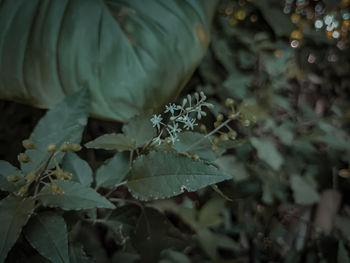 Close-up of green leaves on plant