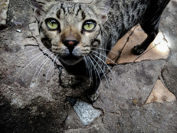 Close-up portrait of tabby cat