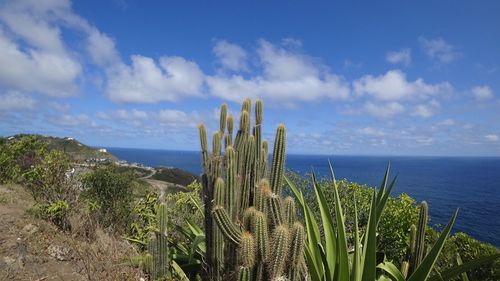 Cactus growing by sea against sky