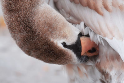 Close-up of a bird