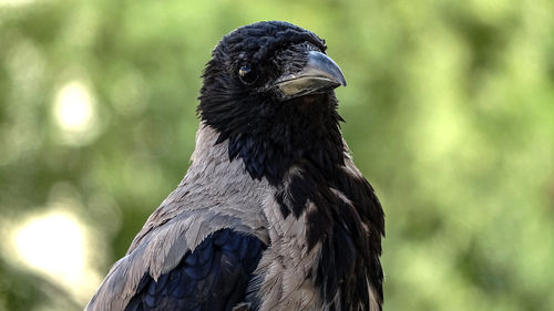 Close-up of eagle against blurred background