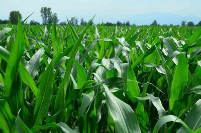 Scenic view of field