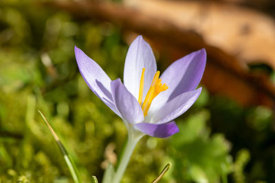 Close-up of purple crocus flower